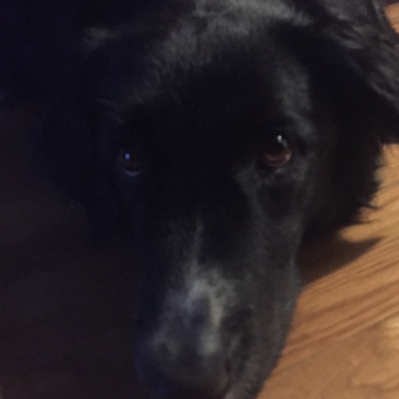 Meet your Posher, Ryan - Picture 1 of 1